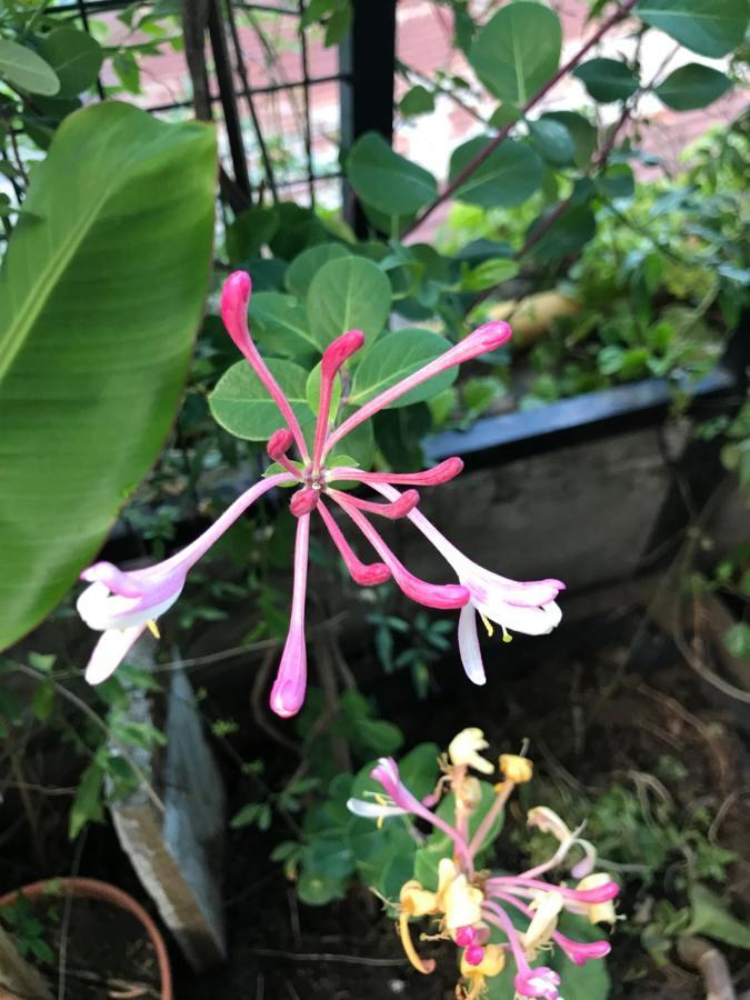 Santa Rosa *