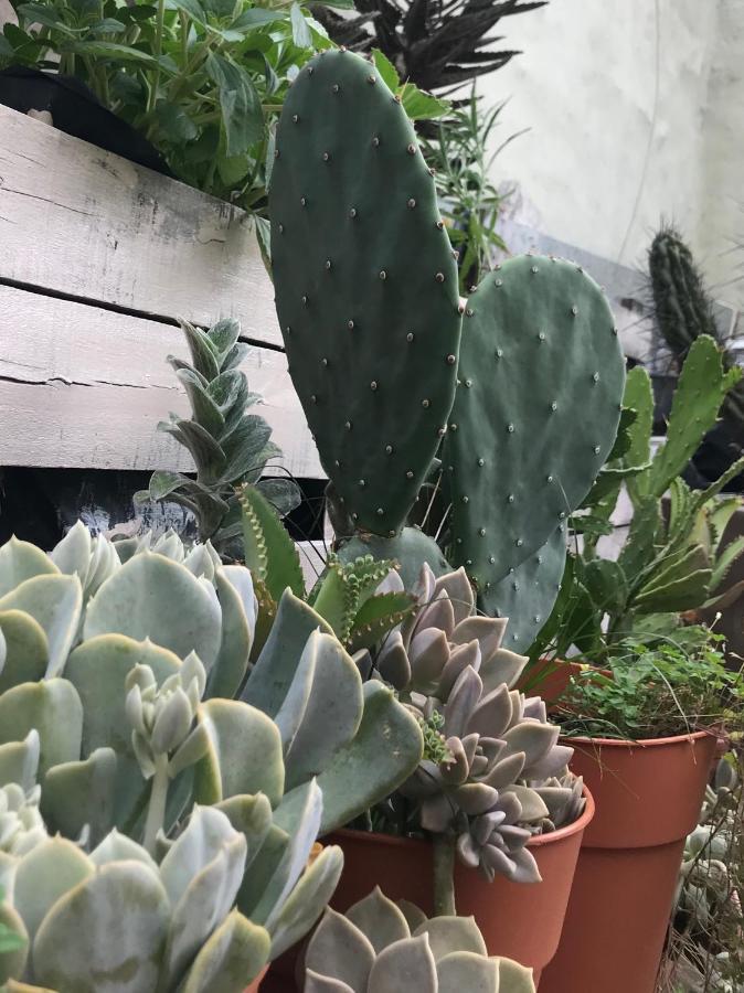 Santa Rosa *